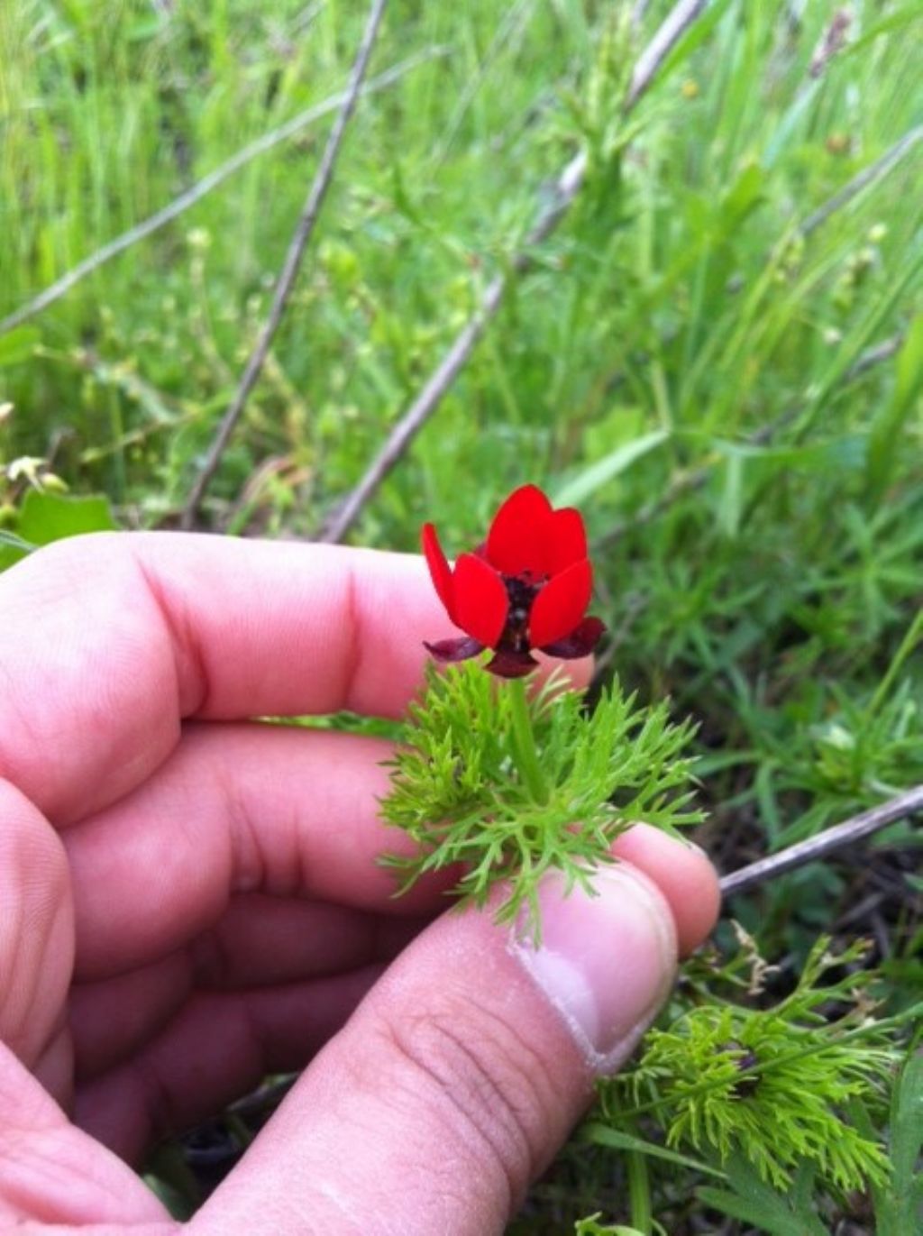 da identificare - Adonis sp.